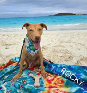 exuma humane society
