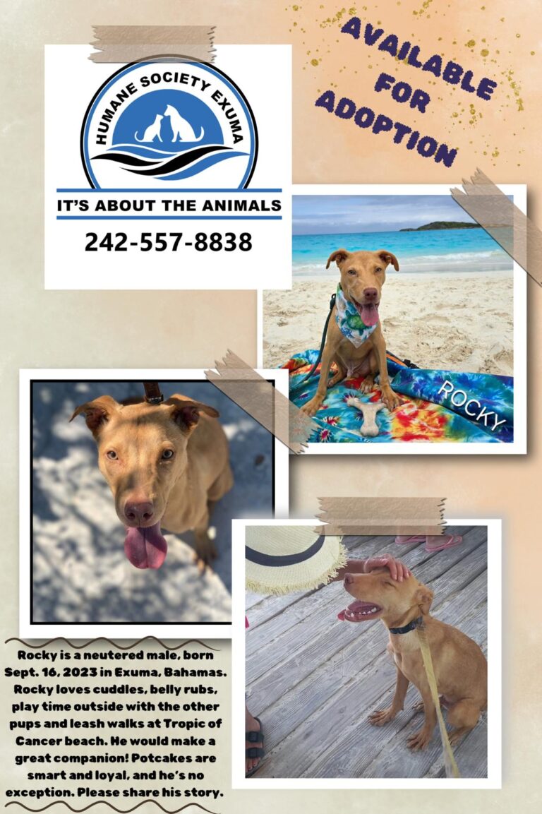exuma humane society