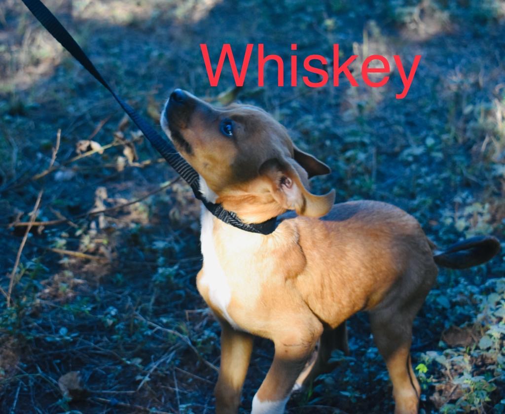 whiskey